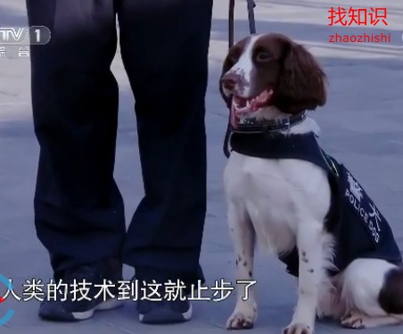 《挑战不可能》警犬草根真假揭密 节目设计有漏洞？