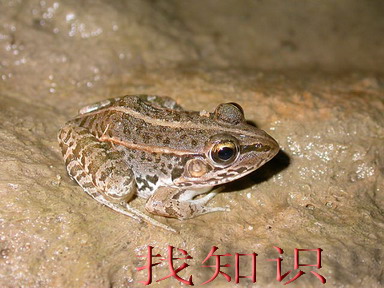 田鸡与青蛙是一回事吗？
