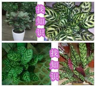 孔雀竹芋图片