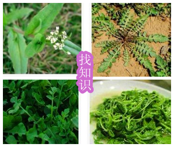 地菜就是荠菜吗