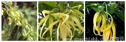 依兰花有什么作用