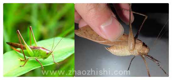fangzhiniang纺织娘是什么样的昆虫.jpg