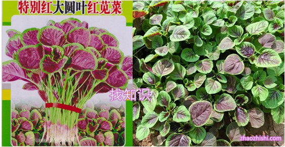 hancai旱菜,蔊菜,苋菜.jpg