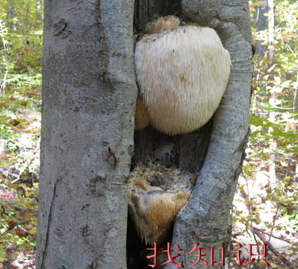 猴头菇的<a href=http://www.zhaozhishi.com/e/search/result/?searchid=460 target=_blank class=infotextkey>功效与作用</a>