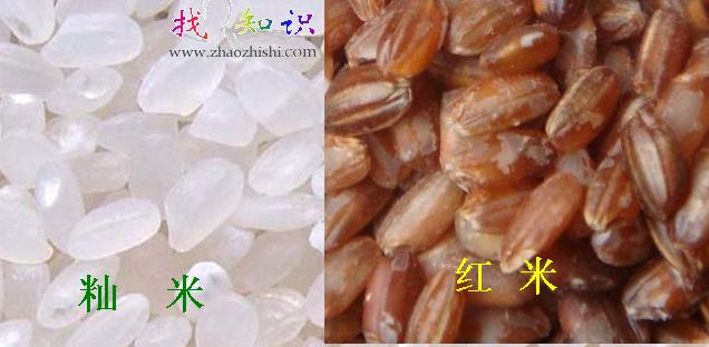 红米的<a href=http://www.zhaozhishi.com/e/search/result/?searchid=460 target=_blank class=infotextkey>功效与作用</a>