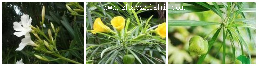 夹竹桃是毒药吗