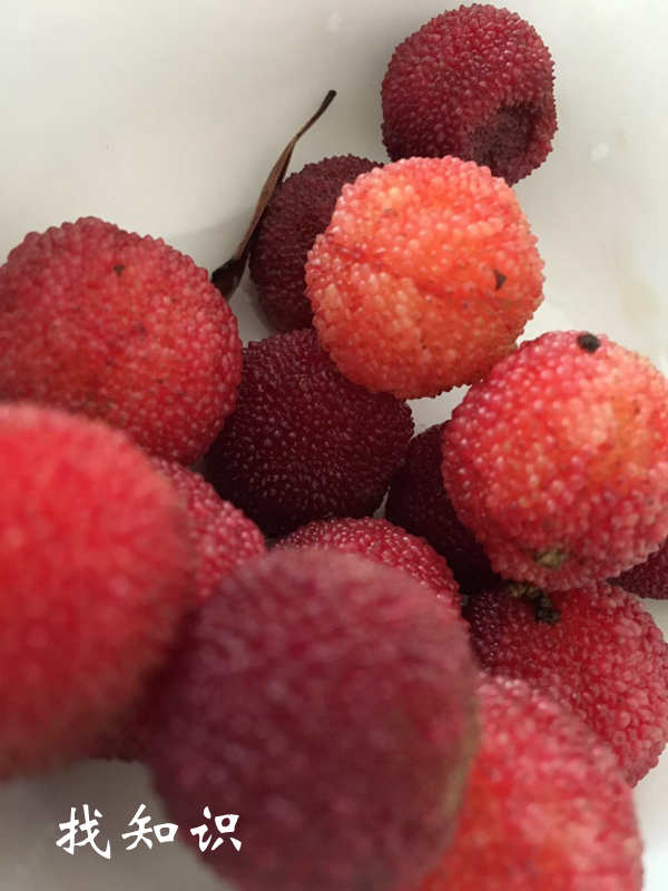 杨梅籽,排毒