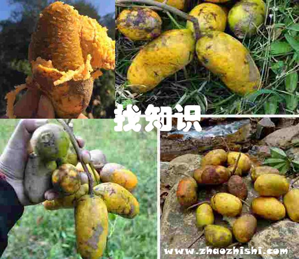 八月瓜,营养价值