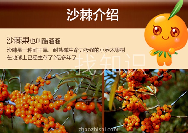 shaji沙棘.jpg