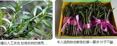 石斛,长虫,农药