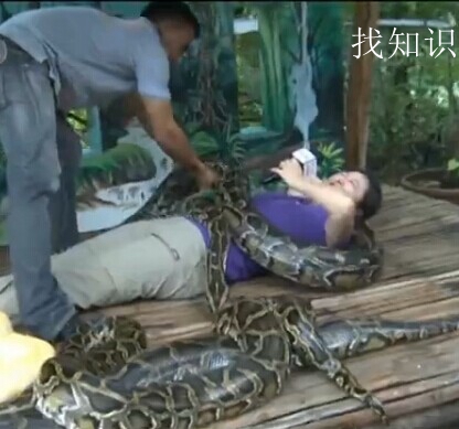 用蟒蛇按摩对人体有什么好处