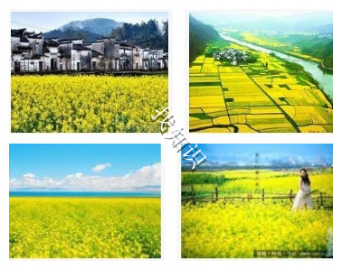 婺源油菜花什么时候开？