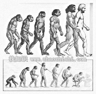 森林古猿进化成人的标志