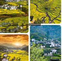 赏婺源油菜花最佳时期已过？